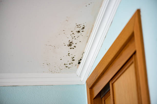 Best White Mold Remediation in Mills, WY