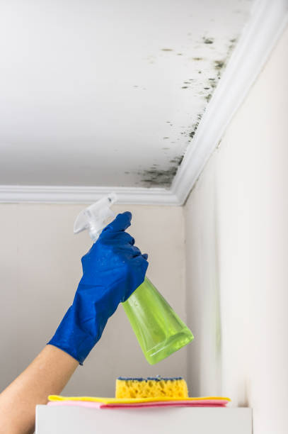 Best Kitchen Mold Remediation in Mills, WY