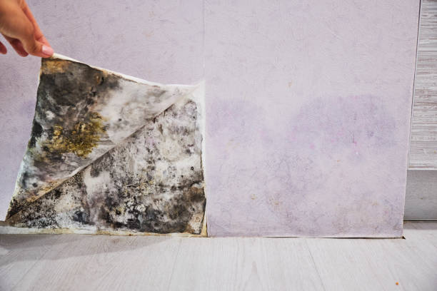 Best Residential Mold Remediation in Mills, WY
